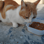 ¿Cuando Un Gato No Quiere Comer Y Está Decaido?