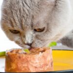 ¿Cuántas Latas De Atún Puede Comer Un Gato?