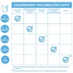 ¿Cuántas Vacunas Se Le Pone A Un Gato?