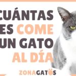 ¿Cuántas Veces Al Día Come El Gato?