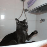 ¿Cuántas Veces Hay Que Bañar A Los Gatos?