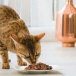 ¿Cuántas Veces Hay Que Darle De Comer A Los Gatos?