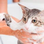 ¿Cuántas Veces Se Debe Bañar A Un Gato?