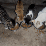 ¿Cuántas Veces Se Le Da De Comer A Los Gatos?