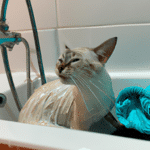 ¿Cuántas Veces Se Tiene Que Bañar A Un Gato?