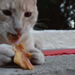 ¿Cuántas Veces Tiene Que Comer Un Gato Adulto?