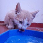 ¿Cuánto Aguanta Un Gato Bebe Sin Tomar Leche?