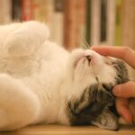 Cuánto cuesta castrar a un gato: información útil para dueños de mascotas.