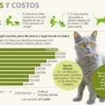 ¿Cuánto cuesta esterilizar un gato macho?