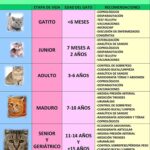 ¿Cuánto Es Lo Máximo Que Vive Un Gato?