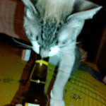 ¿Cuánto Tiempo Puede Estar Sin Beber Un Gato?