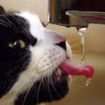 ¿Cuánto tiempo puede resistir un gato sin comer ni beber agua?