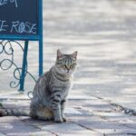 ¿Cuánto tiempo puede un gato estar fuera de casa?