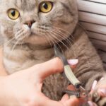 Cuidado con las uñas de tu gato: lo que debes saber.