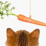 Dar zanahoria a tu gato: consejos útiles para su alimentación.