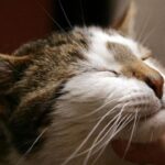 Descubre el significado detrás del ronroneo de tu gato cuando está a tu lado - Guía para dueños de gatos