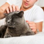 Descubre las razones por las que tu gato te despierta de madrugada y cómo solucionarlo