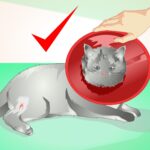 Desinflama el absceso de tu gato con estos consejos útiles.