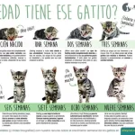 Determinando la edad de tu gato: Consejos útiles.