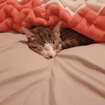 ¿Dónde Poner A Dormir A Un Gato?