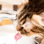 ¿Dónde Se Le Pone El Agua A Los Gatos?