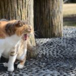 Duración de la rabia en gatos: ¿Cuánto tiempo es contagiosa?
