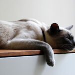 Duración del estrés en gatos: ¿Qué tanto aguanta?