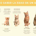 Edad de un gato de 12 años: ¿Cuántos años más de vida le quedan?