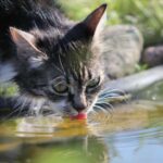 Efectos del agua salada en la salud de los gatos.