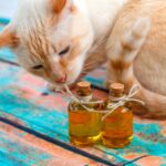 El aceite adecuado para tu gato como cuidado de su salud.