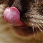 El baño de los gatos: ¿Por qué lo hacen con su lengua?