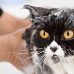 El baño en gatos: ¿Cómo influye en su comportamiento y salud?