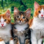 El color que calma a los felinos domésticos: ¿Cuál es?