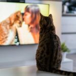 El comportamiento de los gatos al ver la televisión: ¿Qué observan?