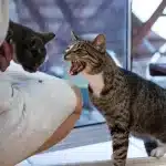 El comportamiento insólito de los gatos cuando se ponen juguetones