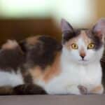 El encanto del gato tricolor: lo que debes saber.