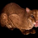El Flopa Gato: Una Raza de Gatos Exótica y Desconocida.