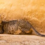El gato árabe: características y peculiaridades de la raza.