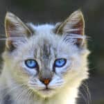 El gato de ojos azules: ¿Cuál es su nombre?
