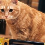 El gato de Rubius: ¿Qué raza tiene?