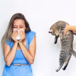 El gato ideal para personas con alergias: Consejos útiles