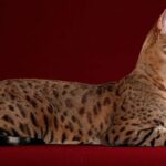 El gato más costoso en el mundo: ¿Cuánto cuesta?