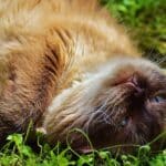 El impacto de la valeriana en los gatos: todo lo que debes saber.