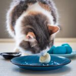 El impacto del huevo en la salud de los gatos: ¿qué debes saber?
