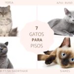 El mejor color de gato para tener en casa: ¿Qué considerar?