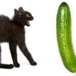 El miedo de los gatos a los pepinos: ¿Por qué sucede?