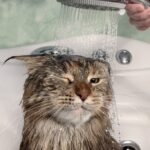 El momento adecuado para dar el primer baño a tu gato