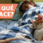 El motivo por el cual los gatos se acuestan a tus pies en la cama.