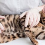 El origen del cáncer en gatos: causas y síntomas a considerar.