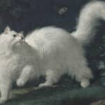 El origen felino: ¿Quién fue el primer gato registrado en la historia?